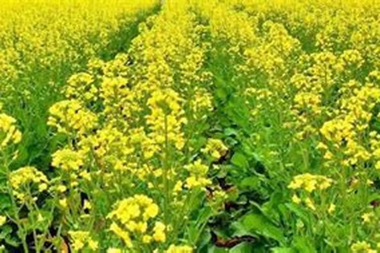 油菜叶面施肥时间及方法花卉百科