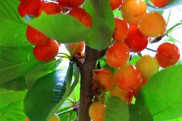 新疆中特煤腐植酸有限公司怎么样