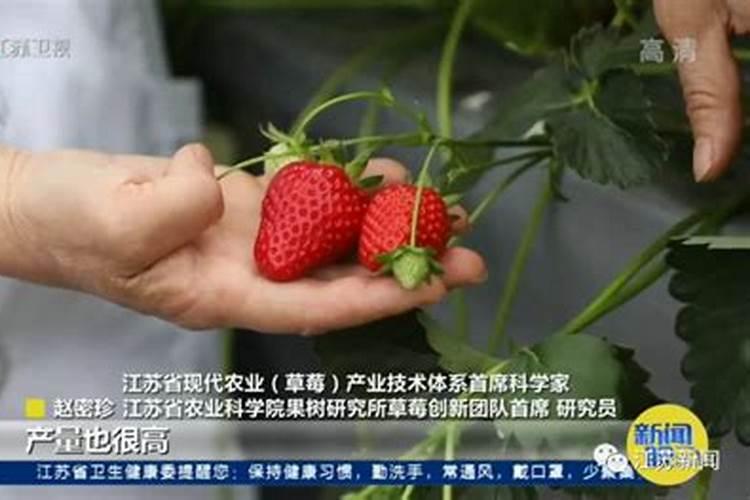 草莓什么时间施肥？