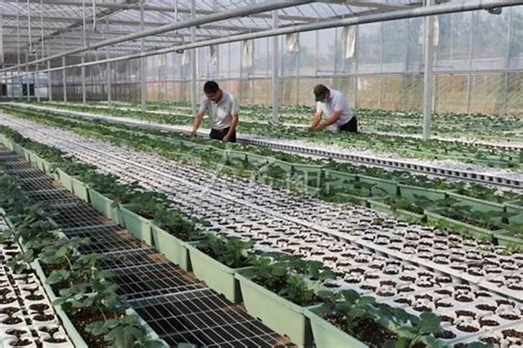 草莓专用肥是什么肥料 草莓施入氮磷钾肥的作用