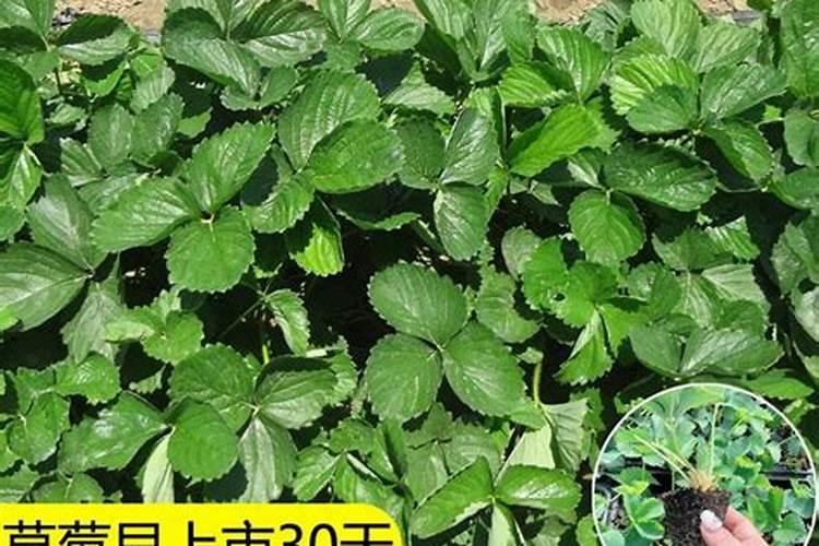 在种植过程中 草莓需要补钙吗需要不需要 草莓缺钙怎么办用什么补钙最...
