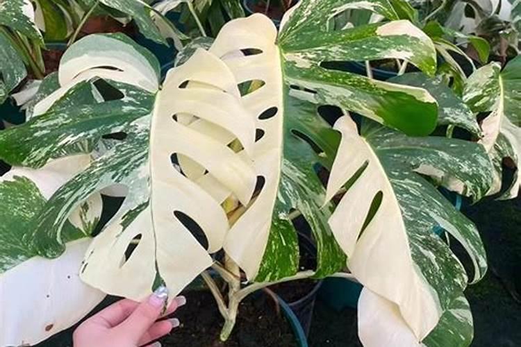 白龟的意思是什么