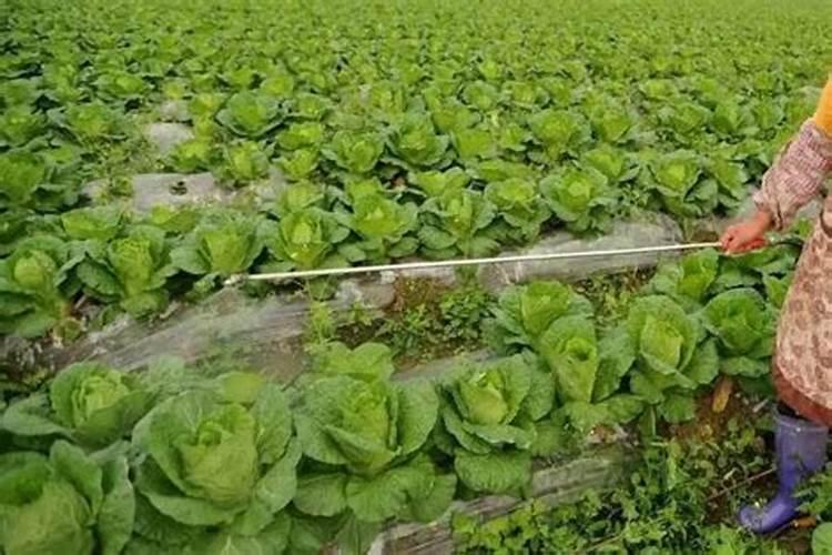 花卉施肥最佳时间是什么时候 施肥要注意什么