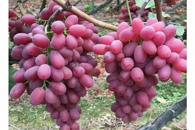 芸苔素内酯能和螯合钙一起用吗
