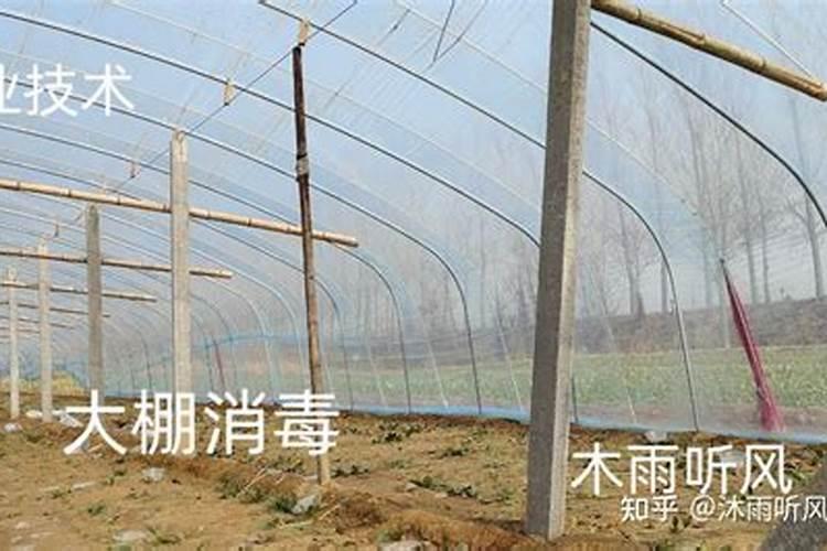 苹果树施什么肥好