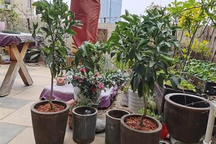 水培植物用什么肥料最有效果