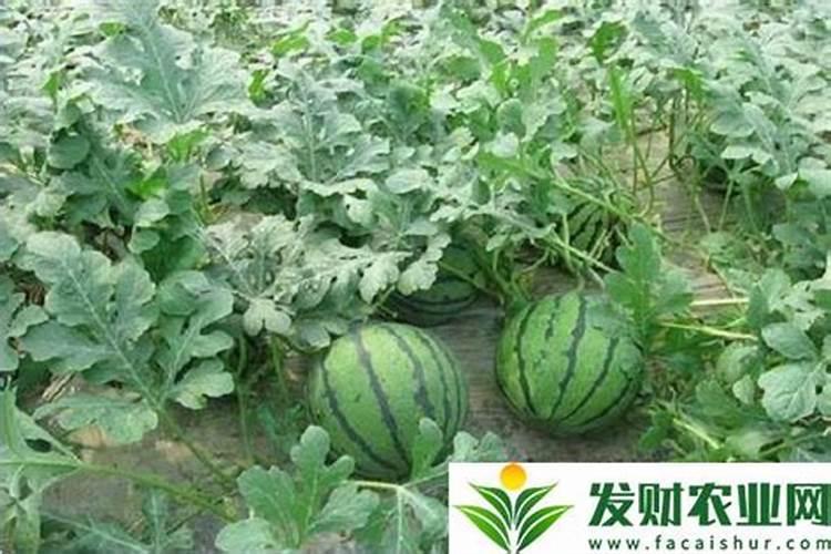 西藏普兰县的哪些美景地值得安利给游客？