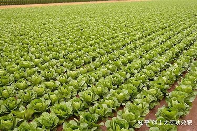 板栗盆栽能结果吗