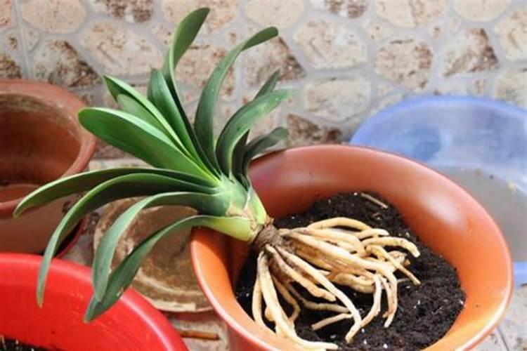 君子兰夏季可以施肥吗