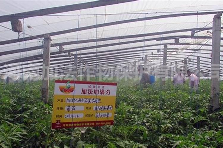 毛节瓜种植剪枝管理方法