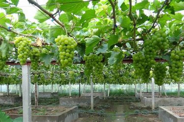 国产磷酸二氢钾哪个牌子好