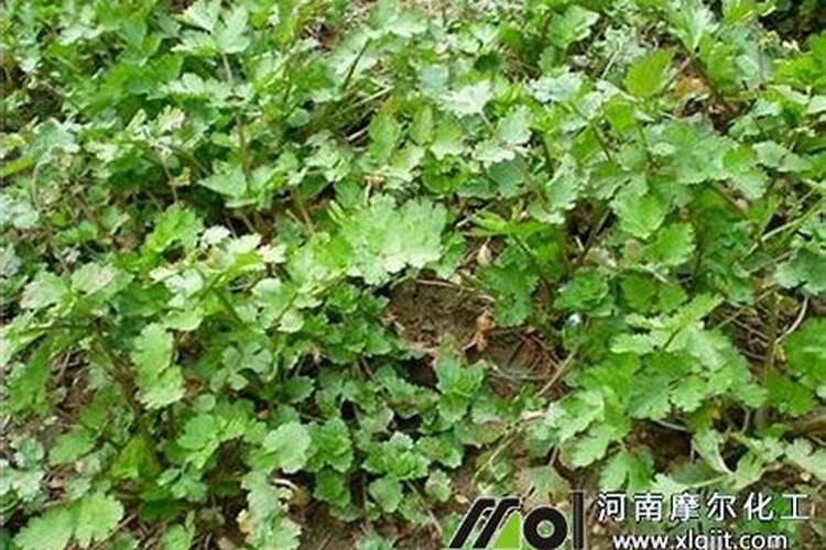 酸钙是磷肥吗 有何不同