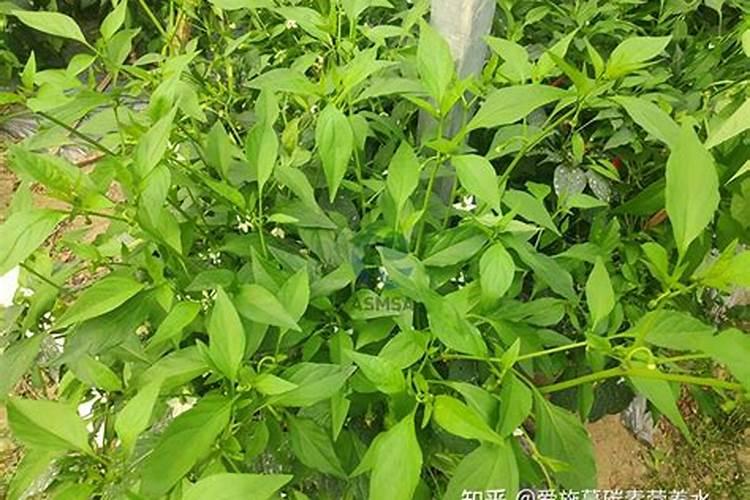辣椒移栽后不发苗怎么办呢？