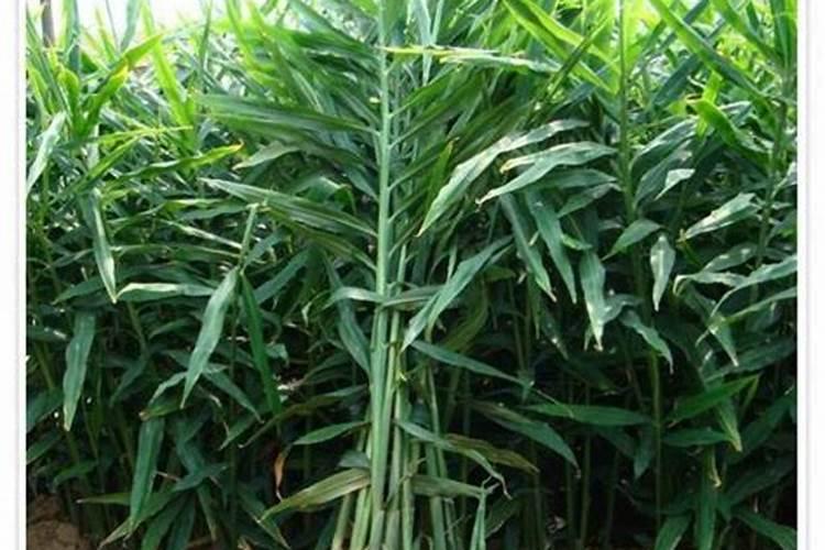 小麦喜欢什么肥料 附用量和用法