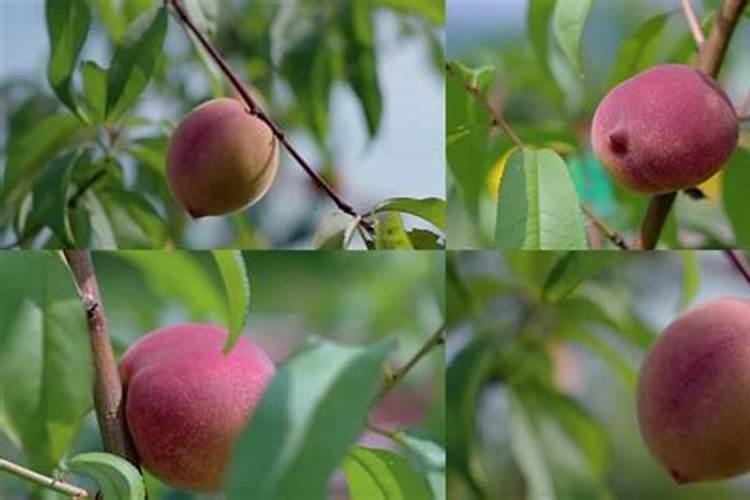 桃子成熟前多少天施钾肥