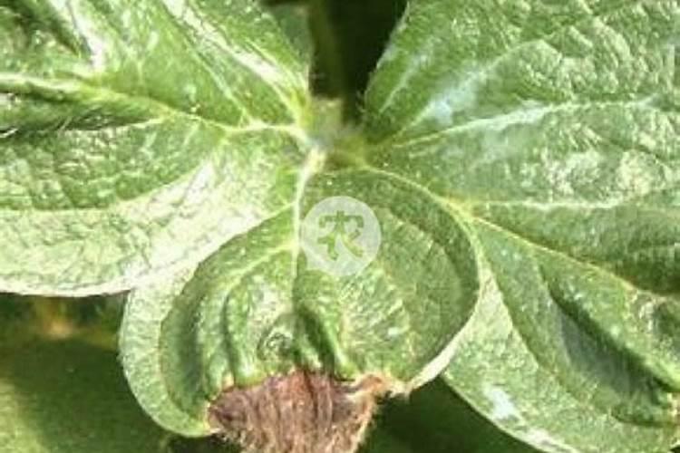 腐植酸的提取方法？