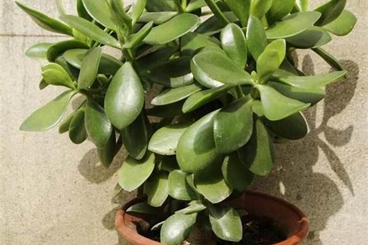 桂花树怎样养护