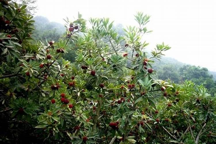 玉林黄龙果火龙果