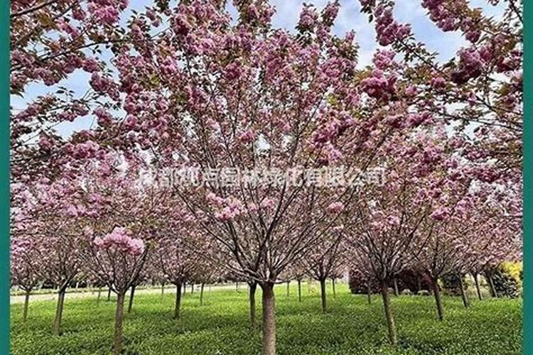 三角梅绿叶樱花价格多少钱一棵？三角梅绿叶樱花种植技术