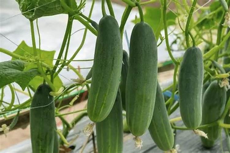 【最新】农业部登记较为完整的进口肥料厂家名单