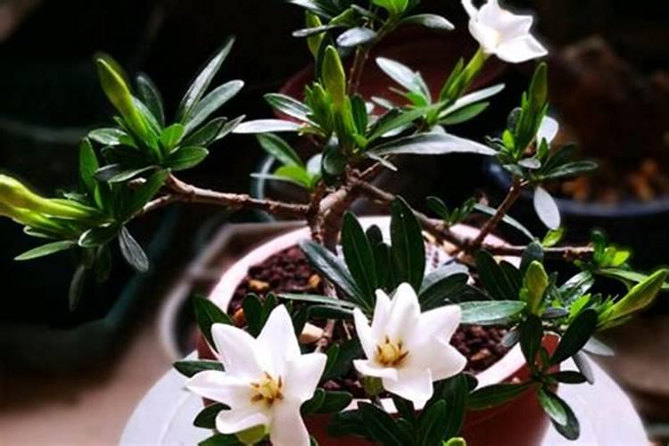 怎样给盆花施肥？
