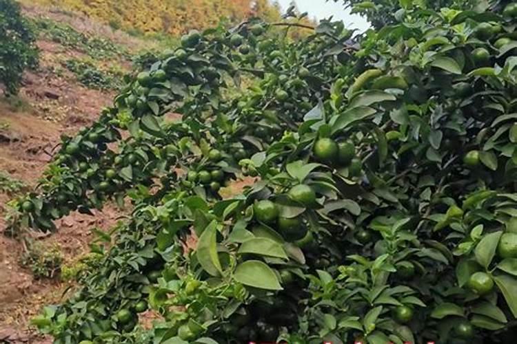 水溶肥是一种新型的肥料,这种肥料比较适合什么农作物？