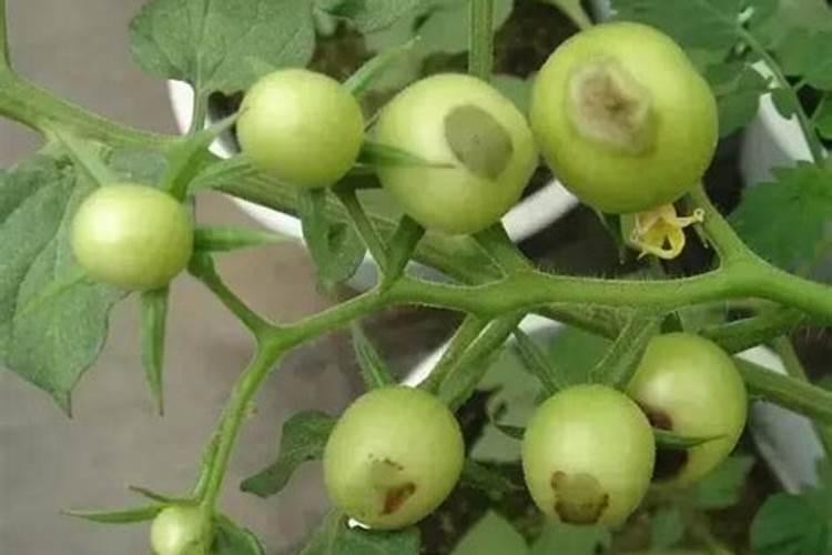 果实膨大剂使用方法 正确用法