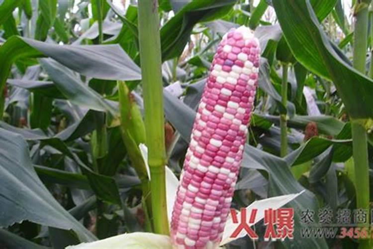 茶叶套种什么好
