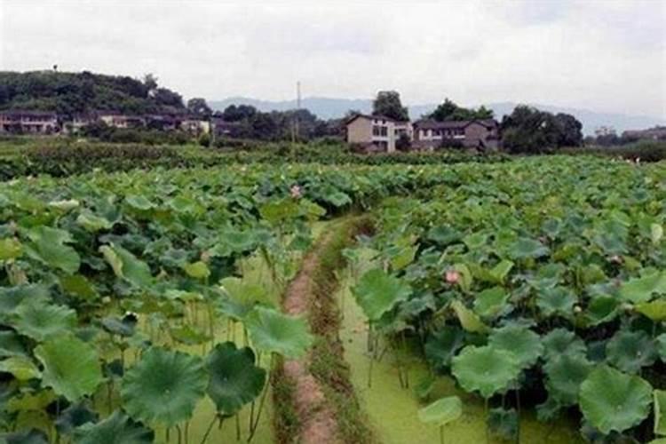 茶园套种桂花一块地两份收益