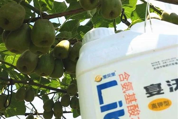 梨树施肥距离树多远