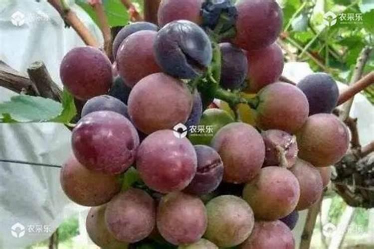 尿素可以兑水浇小白菜吗？