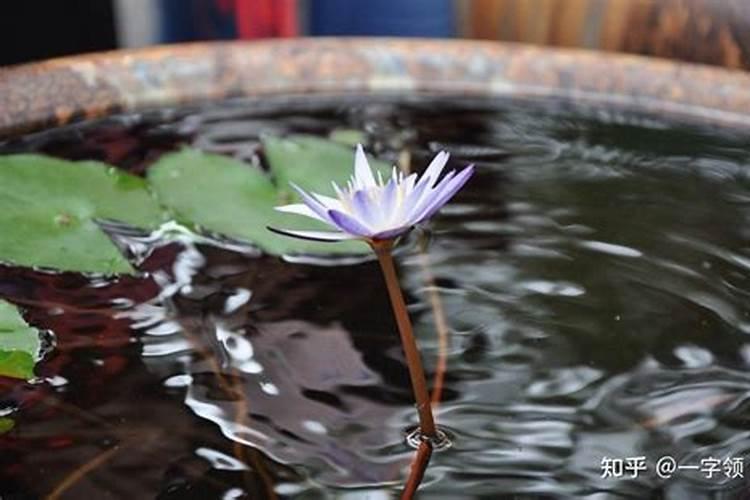 家养盆栽睡莲种植方法,固定睡莲茎梗水淹没叶子