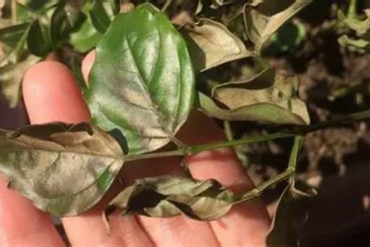 植物叶片发黄是缺什么肥料