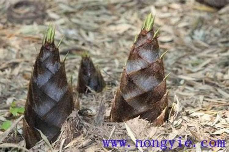 种植红枣的水肥管理技术有哪些 养殖方法总结