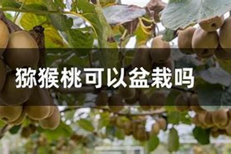 猕猴桃坏了能做花肥吗 猕猴桃坏了怎么利用
