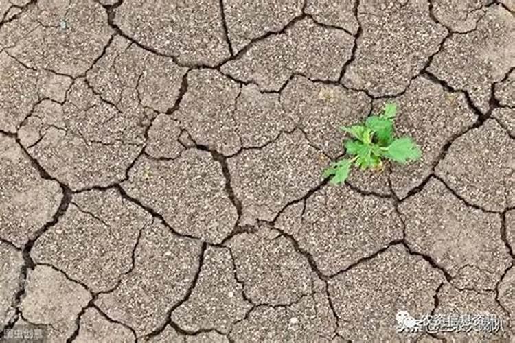 波尔多液可不可以加磷酸二氢钾