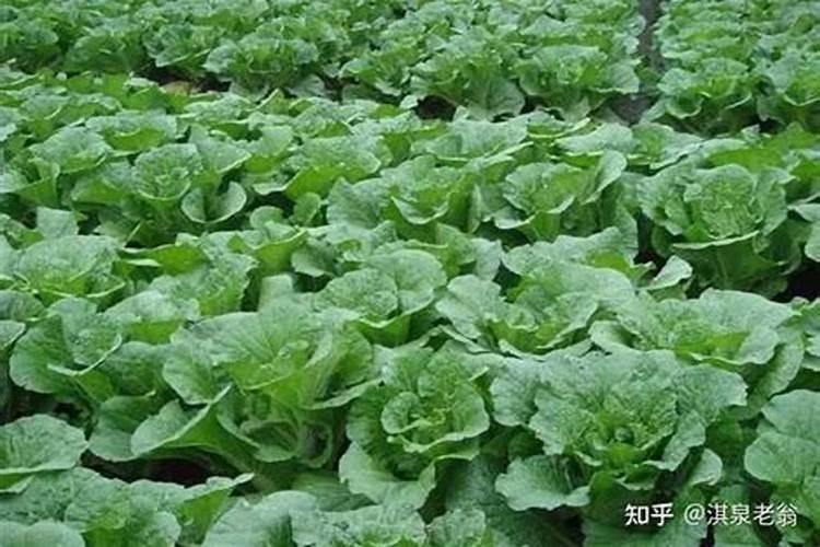 白菜怎么才能提高产量？