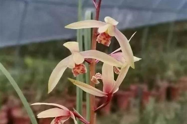 兰花最怕施什么肥？