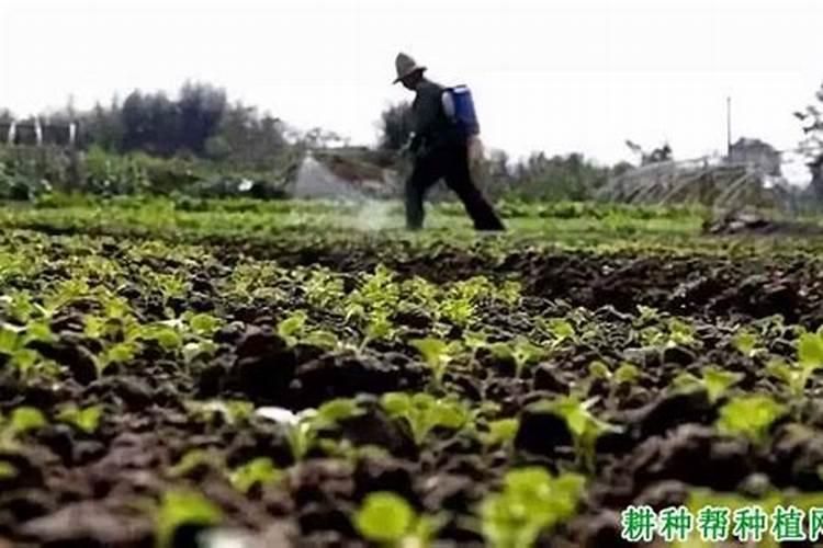 植物缺磷会出现哪些症状？