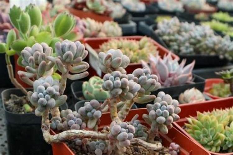 盆栽多肉植物施什么肥 该如何施肥
