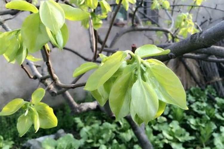 柿子树落果是怎么回事情？怎么防治疗？