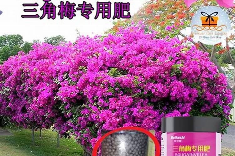 月季花可以水培生根吗