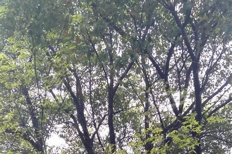 香樟树下什么肥料好,种植的时候有什么特别注意的地方,【在浙江地区种植...