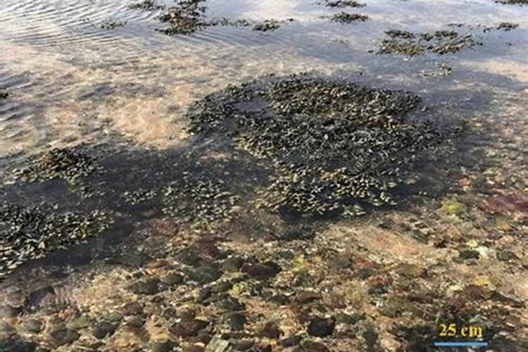 海藻精是农业化肥吗