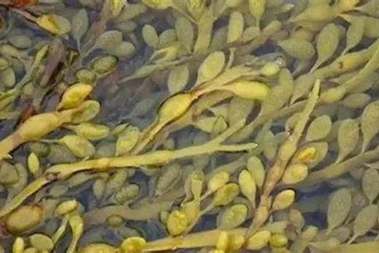 藻类植物对人类有哪些益处？