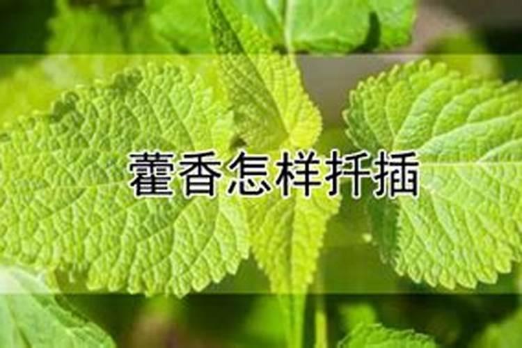 藿香怎么施肥