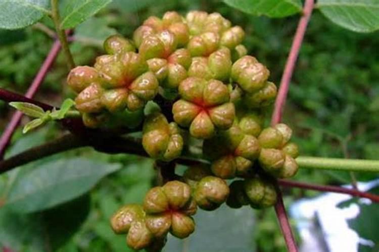 三角梅在最初开花时,上什么肥好