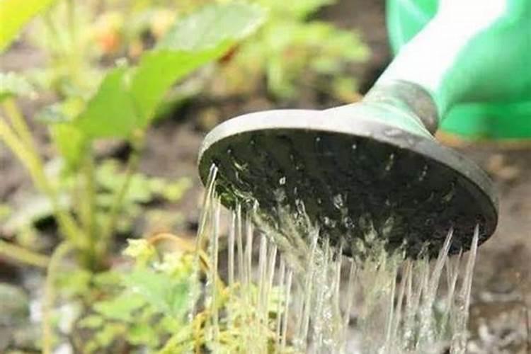 油菜开花施什么肥什么叶面肥好？