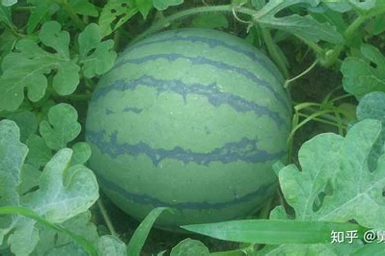 种西瓜用什么肥料又大又甜