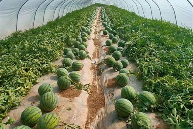 种植西瓜用什么肥料最佳 种植西瓜用的肥料